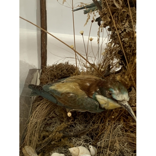 2 - A VINTAGE TAXIDERMY MODEL OF THREE BEE-EATERS IN GLASS DISPLAY CASE WITH OAK BASE