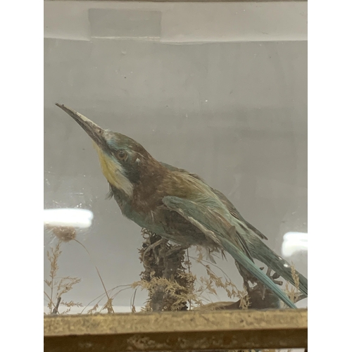 2 - A VINTAGE TAXIDERMY MODEL OF THREE BEE-EATERS IN GLASS DISPLAY CASE WITH OAK BASE