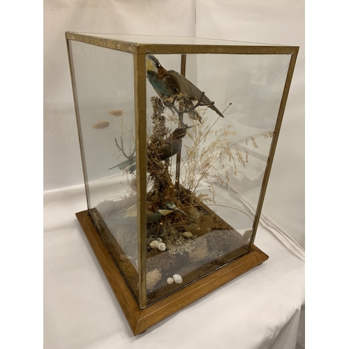 2 - A VINTAGE TAXIDERMY MODEL OF THREE BEE-EATERS IN GLASS DISPLAY CASE WITH OAK BASE