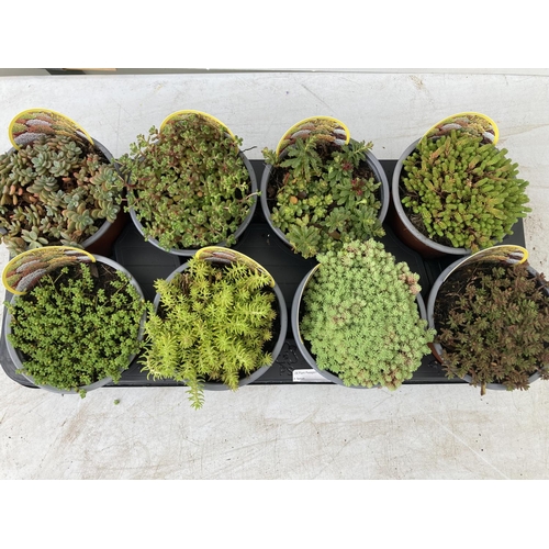 82 - EIGHT VARIOUS VARIETY SEDUM + VAT