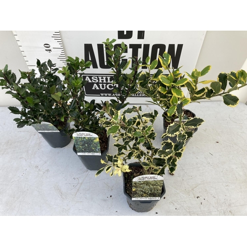 83 - FOUR ASSORTED VARIETIES OF ILEX AQUIFOLIUM IN 2 LTR POTS + VAT TO BE SOLD FOR THE FOUR