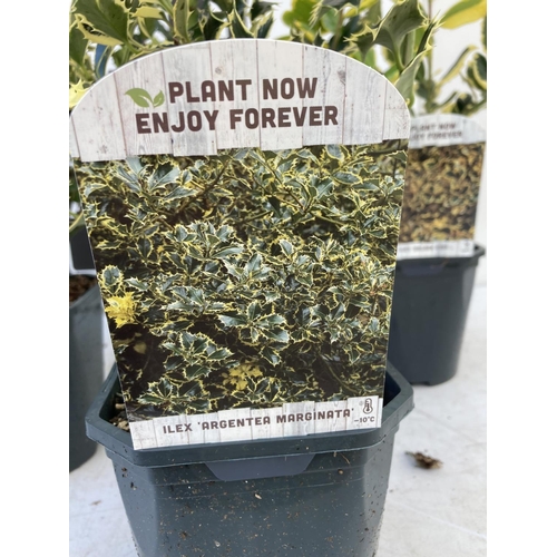 83 - FOUR ASSORTED VARIETIES OF ILEX AQUIFOLIUM IN 2 LTR POTS + VAT TO BE SOLD FOR THE FOUR