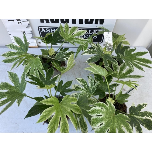 84 - FOUR FATSIA JAPONICA SPIDERS WEB IN 2 LTR POTS + VAT