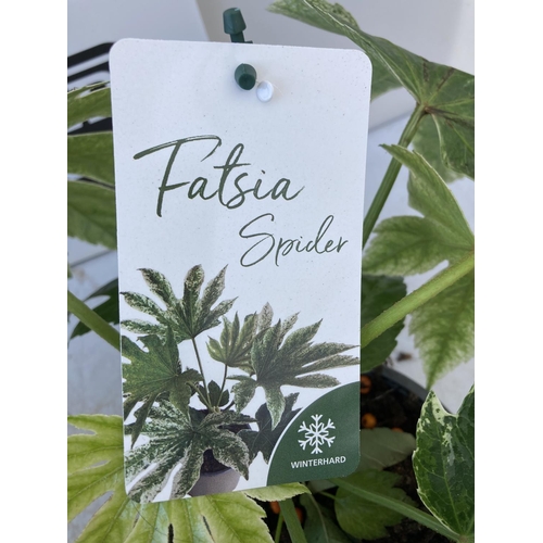 84 - FOUR FATSIA JAPONICA SPIDERS WEB IN 2 LTR POTS + VAT