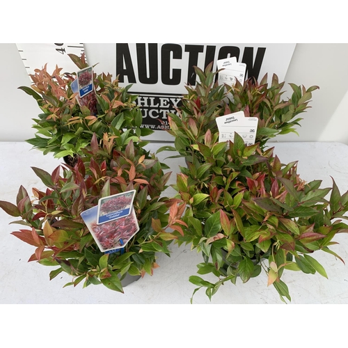 86 - FOUR LEUCOTHOE ZEBLID IN 2 LTR POTS + VAT TO BE SOLD FOR THE FOUR PLANTS