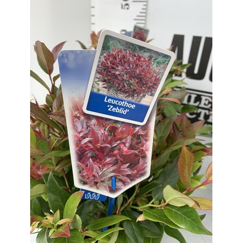 86 - FOUR LEUCOTHOE ZEBLID IN 2 LTR POTS + VAT TO BE SOLD FOR THE FOUR PLANTS