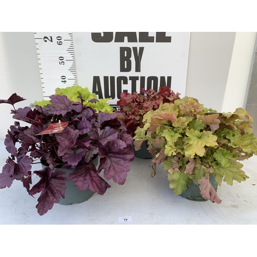 87 - FOUR ASSORTED VARIETIES OF HEUCHERA INDIAN SUMMER + VAT TO BE SOLD FOR THE FOUR PLANTS