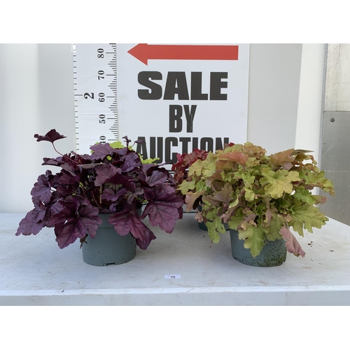 87 - FOUR ASSORTED VARIETIES OF HEUCHERA INDIAN SUMMER + VAT TO BE SOLD FOR THE FOUR PLANTS