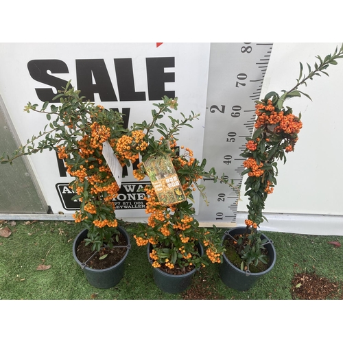 88 - THREE PYRACANTHA TWO VARIETIES IN 3 LTR POTS + VAT TO BE SOLD FOR THE THREE