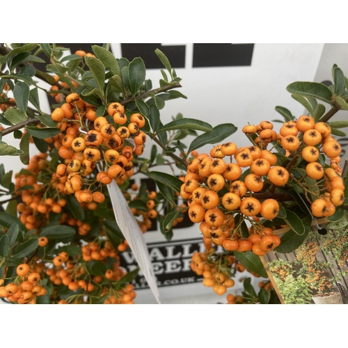 88 - THREE PYRACANTHA TWO VARIETIES IN 3 LTR POTS + VAT TO BE SOLD FOR THE THREE