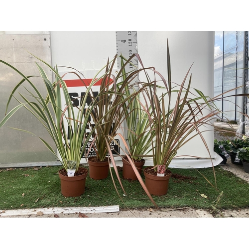 89 - FOUR ASSORTED VARIETY PHORMIUM IN 3 LTR POTS + VAT TO BE SOLD FOR THE FOUR