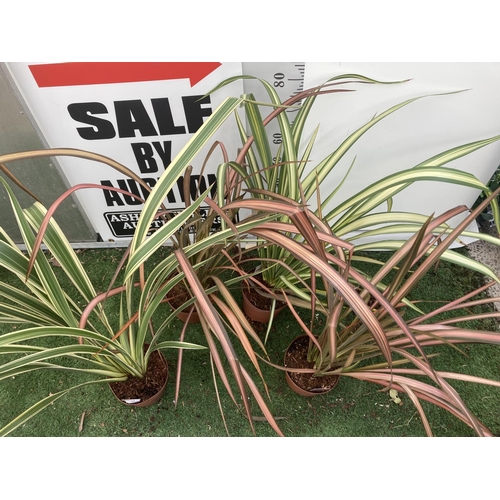 89 - FOUR ASSORTED VARIETY PHORMIUM IN 3 LTR POTS + VAT TO BE SOLD FOR THE FOUR