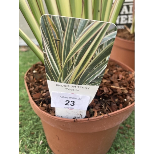 89 - FOUR ASSORTED VARIETY PHORMIUM IN 3 LTR POTS + VAT TO BE SOLD FOR THE FOUR