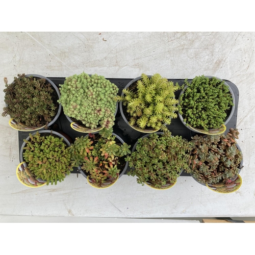 90 - EIGHT VARIOUS VARIETY SEDUM + VAT TO BE SOLD FOR THE EIGHT