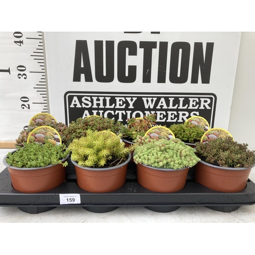 90 - EIGHT VARIOUS VARIETY SEDUM + VAT TO BE SOLD FOR THE EIGHT