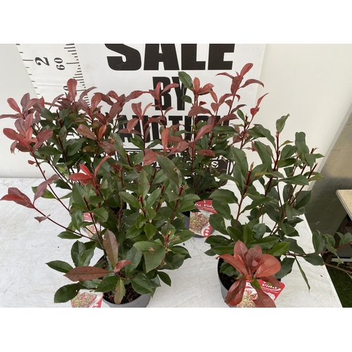 91 - FOUR PHOTINIA FRASERI CARRE ROUGE IN 3 LTR POTS + VAT