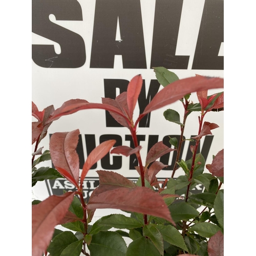 91 - FOUR PHOTINIA FRASERI CARRE ROUGE IN 3 LTR POTS + VAT