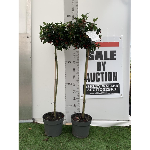 141 - TWO STANDARD ILEX MESERVEAE BLUE MAID HOLLY TREES WITH BERRIES IN 7.5 LTR POTS 150CM TALL + VAT TO B... 