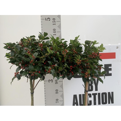 141 - TWO STANDARD ILEX MESERVEAE BLUE MAID HOLLY TREES WITH BERRIES IN 7.5 LTR POTS 150CM TALL + VAT TO B... 