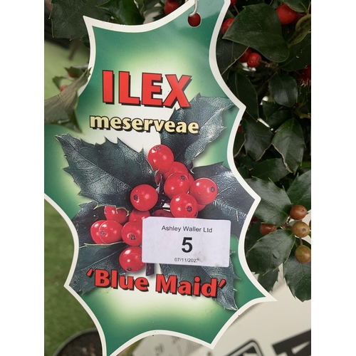 141 - TWO STANDARD ILEX MESERVEAE BLUE MAID HOLLY TREES WITH BERRIES IN 7.5 LTR POTS 150CM TALL + VAT TO B... 