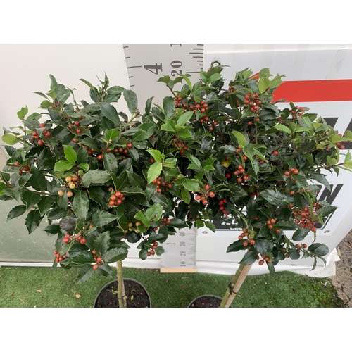 141 - TWO STANDARD ILEX MESERVEAE BLUE MAID HOLLY TREES WITH BERRIES IN 7.5 LTR POTS 150CM TALL + VAT TO B... 