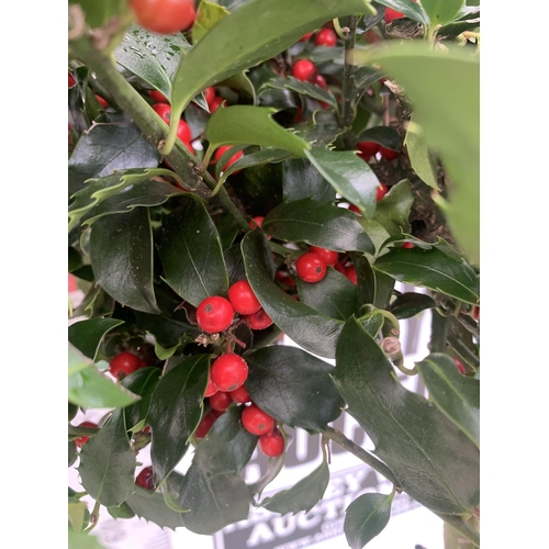 141 - TWO STANDARD ILEX MESERVEAE BLUE MAID HOLLY TREES WITH BERRIES IN 7.5 LTR POTS 150CM TALL + VAT TO B... 