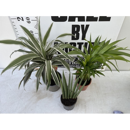 101 - THREE HOUSE PLANTS TO INCLUDE A DRACAENA (60CM IN HEIGHT) A DECORUM AND A DYPSIS PALM (60CM IN HEIGH... 