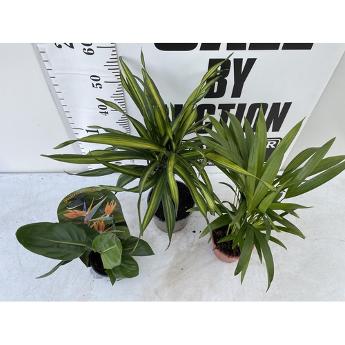 103 - THREE HOUSE PLANTS TO INCLUDE A DRACAENA (OVER 60 CM IN HEIGHT) A BIRD OF PARADISE AND A DYPSIS PALM... 