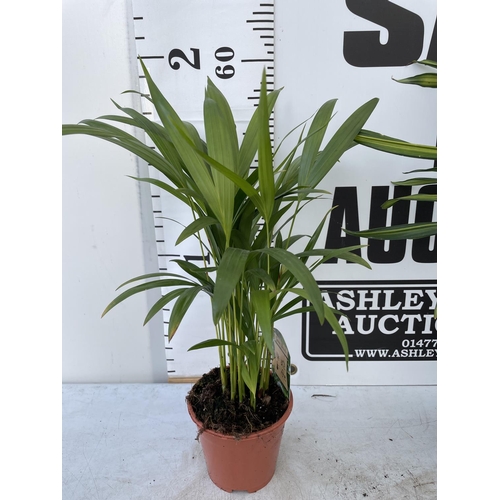 103 - THREE HOUSE PLANTS TO INCLUDE A DRACAENA (OVER 60 CM IN HEIGHT) A BIRD OF PARADISE AND A DYPSIS PALM... 