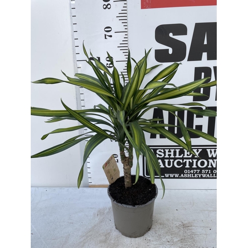 103 - THREE HOUSE PLANTS TO INCLUDE A DRACAENA (OVER 60 CM IN HEIGHT) A BIRD OF PARADISE AND A DYPSIS PALM... 