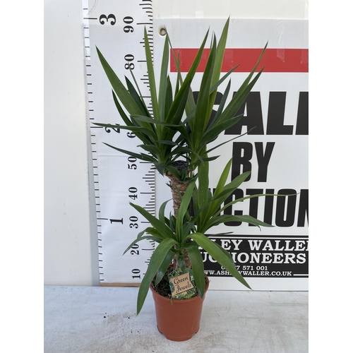 104 - THREE HOUSE PLANTS TO INCLUDE A LARGE YUCCA (90CM IN HEIGHT) A BIRD OF PARADISE AND A DECORUM PLUS V... 