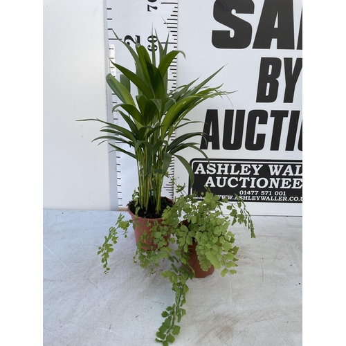 107 - THREE HOUSE PLANTS TO INCLUDE A MAIDENHAIR FERN, A DYPSIS PALM (60CM IN HEIGHT) AND A LARGE DRACAENA... 