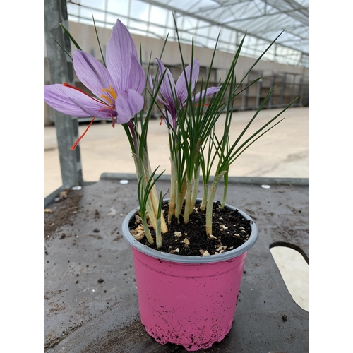 112 - FIFTEEN POTS OF SAFFRON CROCUS PLANTS + VAT TO BE SOLD FOR THE FIFTEEN