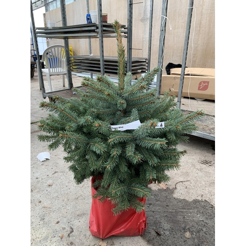 117 - TWO POT GROWN SUPER BLUE PICEA CHRISTMAS TREES APPROXIMATELY 3 FT TALL + VAT. TO BE SOLD FOR THE TWO