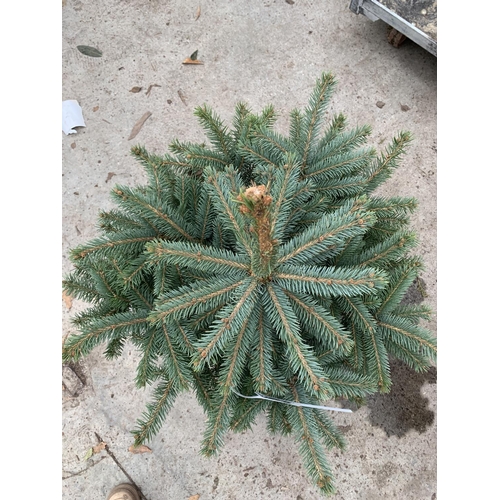 117 - TWO POT GROWN SUPER BLUE PICEA CHRISTMAS TREES APPROXIMATELY 3 FT TALL + VAT. TO BE SOLD FOR THE TWO