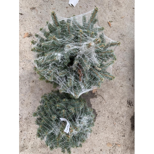 118 - TWO POT GROWN SUPER BLUE PICEA CHRISTMAS TREES APPROXIMATELY 3 FT TALL + VAT. TO BE SOLD FOR THE TWO