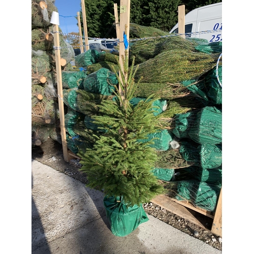 12 - FIVE POT GROWN NORWAY CHRISTMAS TREES 3-4 FT TALL + VAT THE TREE PICTURES ARE OF GENERAL STOCK. TO B... 