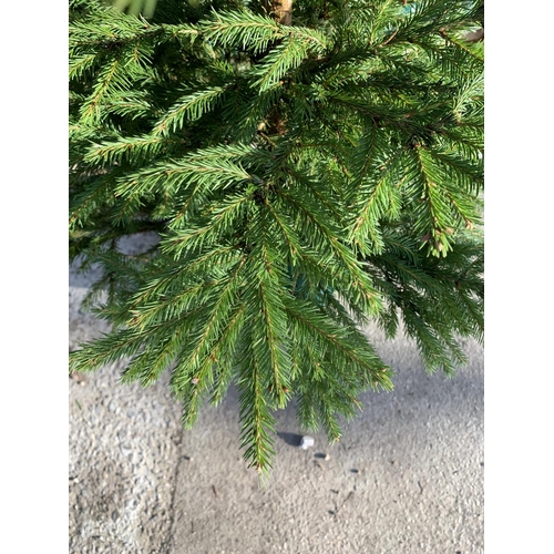 12 - FIVE POT GROWN NORWAY CHRISTMAS TREES 3-4 FT TALL + VAT THE TREE PICTURES ARE OF GENERAL STOCK. TO B... 