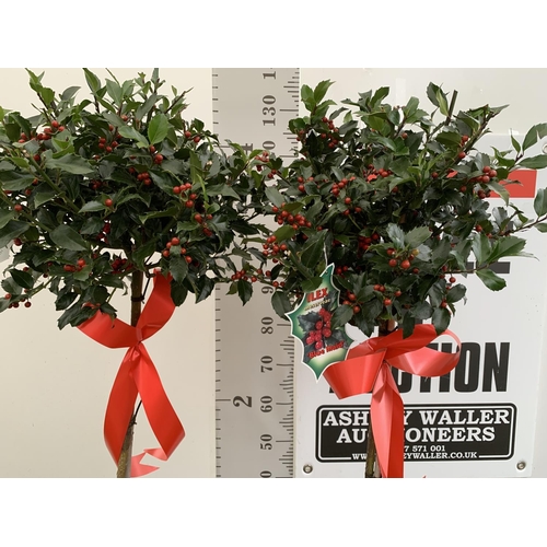 140 - TWO STANDARD ILEX MESERVEAE BLUE MAID HOLLY TREES WITH BERRIES IN 7.5 LTR POTS 150CM TALL + VAT TO B... 