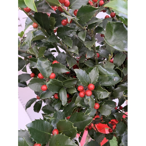 140 - TWO STANDARD ILEX MESERVEAE BLUE MAID HOLLY TREES WITH BERRIES IN 7.5 LTR POTS 150CM TALL + VAT TO B... 