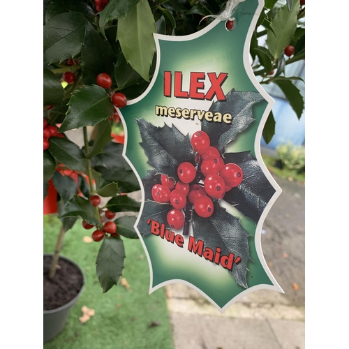 140 - TWO STANDARD ILEX MESERVEAE BLUE MAID HOLLY TREES WITH BERRIES IN 7.5 LTR POTS 150CM TALL + VAT TO B... 