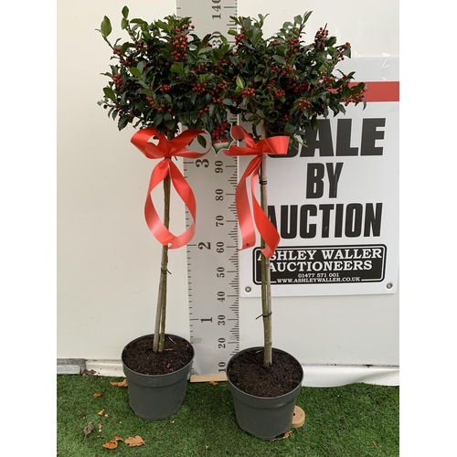 141 - TWO STANDARD ILEX MESERVEAE BLUE MAID HOLLY TREES WITH BERRIES IN 7.5 LTR POTS 150CM TALL + VAT TO B... 