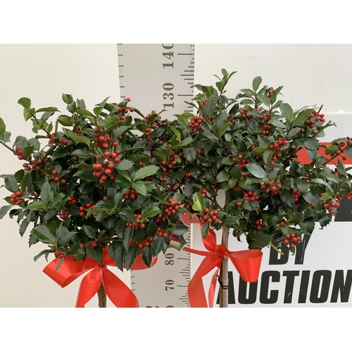 141 - TWO STANDARD ILEX MESERVEAE BLUE MAID HOLLY TREES WITH BERRIES IN 7.5 LTR POTS 150CM TALL + VAT TO B... 