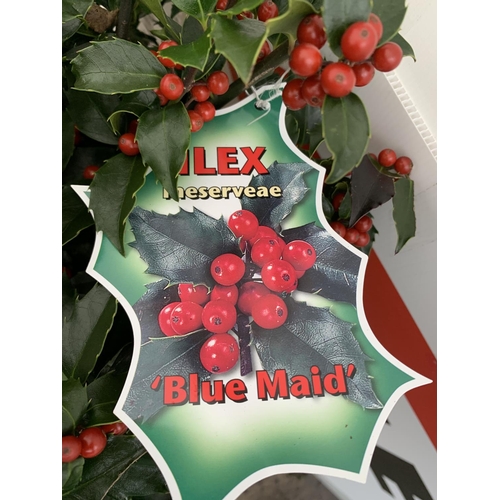 141 - TWO STANDARD ILEX MESERVEAE BLUE MAID HOLLY TREES WITH BERRIES IN 7.5 LTR POTS 150CM TALL + VAT TO B... 