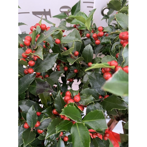 141 - TWO STANDARD ILEX MESERVEAE BLUE MAID HOLLY TREES WITH BERRIES IN 7.5 LTR POTS 150CM TALL + VAT TO B... 