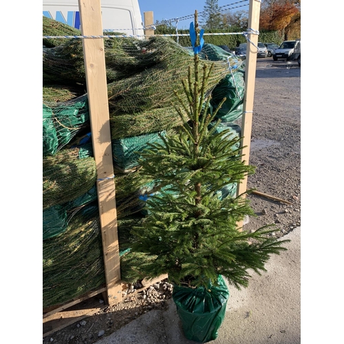 15 - FIVE POT GROWN NORWAY CHRISTMAS TREES 3-4 FT TALL + VAT. THE TREE PICTURES ARE OF GENERAL STOCK. TO ... 