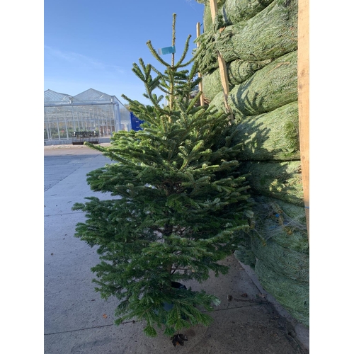 171 - TWO NORDMAN FIR PREMIUM CHRISTMAS TREES 175CM/200CM + VAT. THE TREE PICTURES ARE OF GENERAL STOCK. T... 