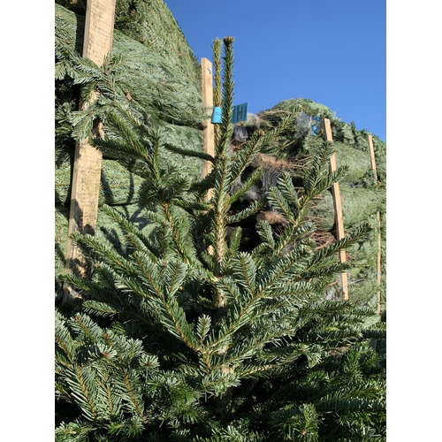 171 - TWO NORDMAN FIR PREMIUM CHRISTMAS TREES 175CM/200CM + VAT. THE TREE PICTURES ARE OF GENERAL STOCK. T... 