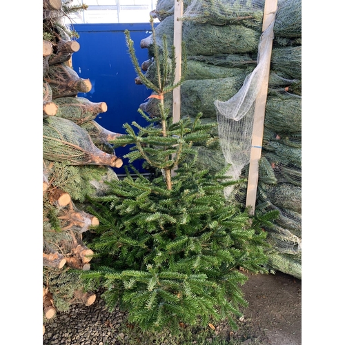 178 - TWO NORDMAN FIR CHRISTMAS TREES 5-6 FT TALL + VAT.  THE TREE PICTURES ARE OF GENERAL STOCK. TO BE SO... 