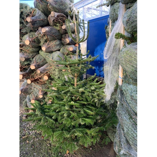 178 - TWO NORDMAN FIR CHRISTMAS TREES 5-6 FT TALL + VAT.  THE TREE PICTURES ARE OF GENERAL STOCK. TO BE SO... 